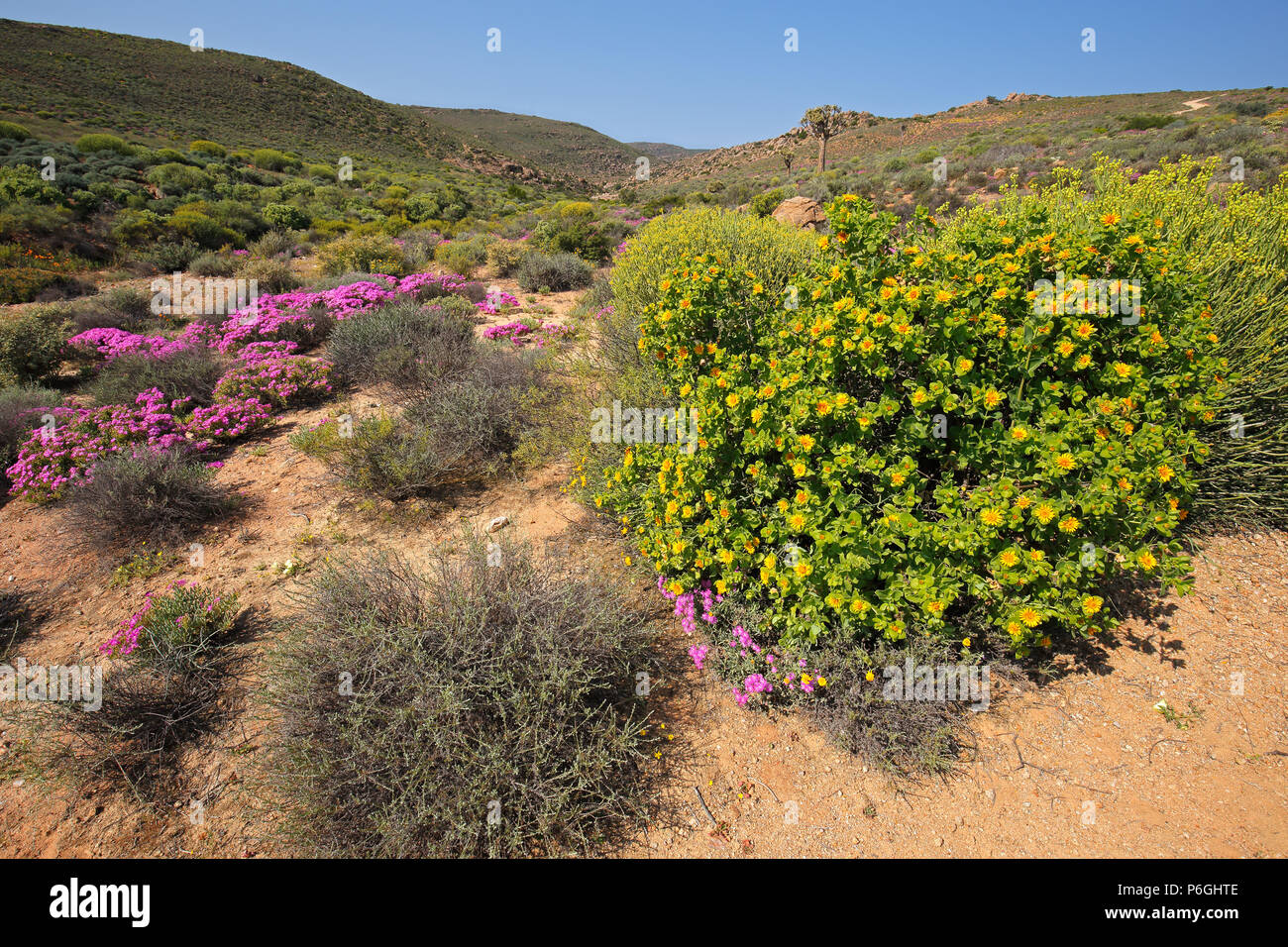 Landscape of brightly colored wild flowers, Namaqualand, Northern Cape, South Africa Stock Photo