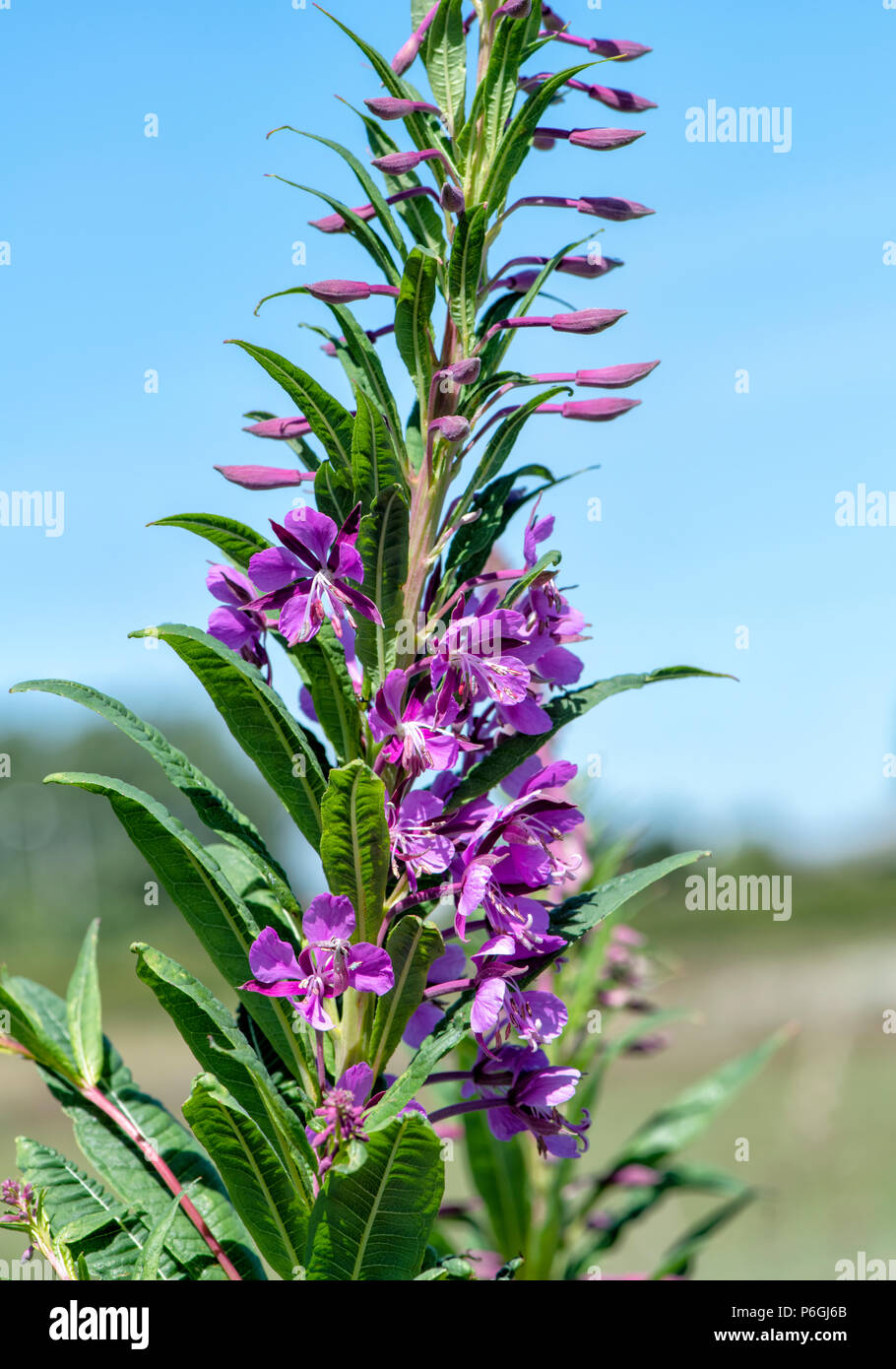 Rose bay willowherb hi-res stock photography and images - Alamy