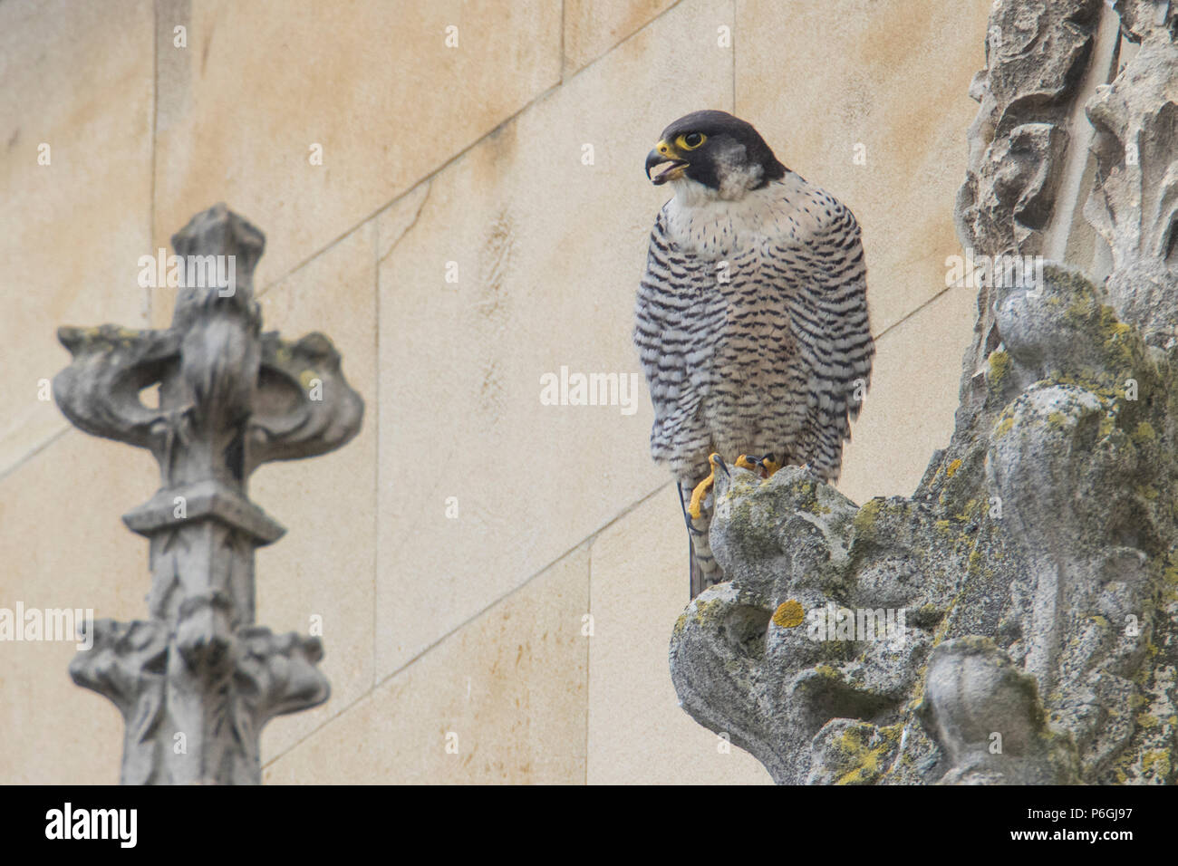 Peregrine Falcon City Stock Photos Peregrine Falcon City