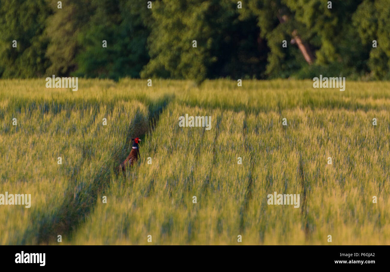 Common pheasant phasianus colchicus standing on a path in a wheat field Stock Photo
