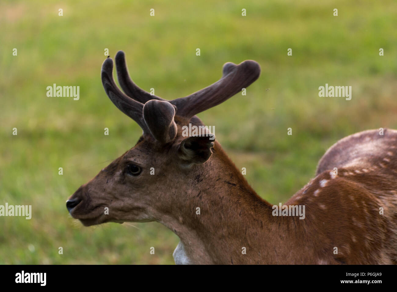 Young male deer portrait into the grass, Quebec, Canada Stock