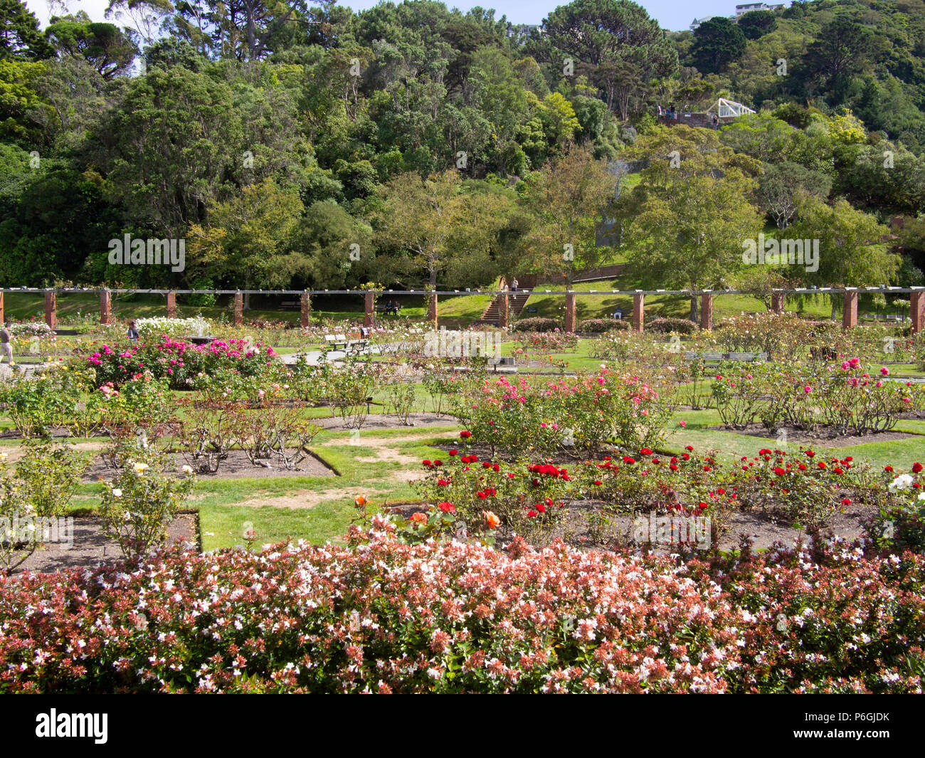 The Lady Norwood Rose Garden At Wellington Botanic Garden Stock Photo