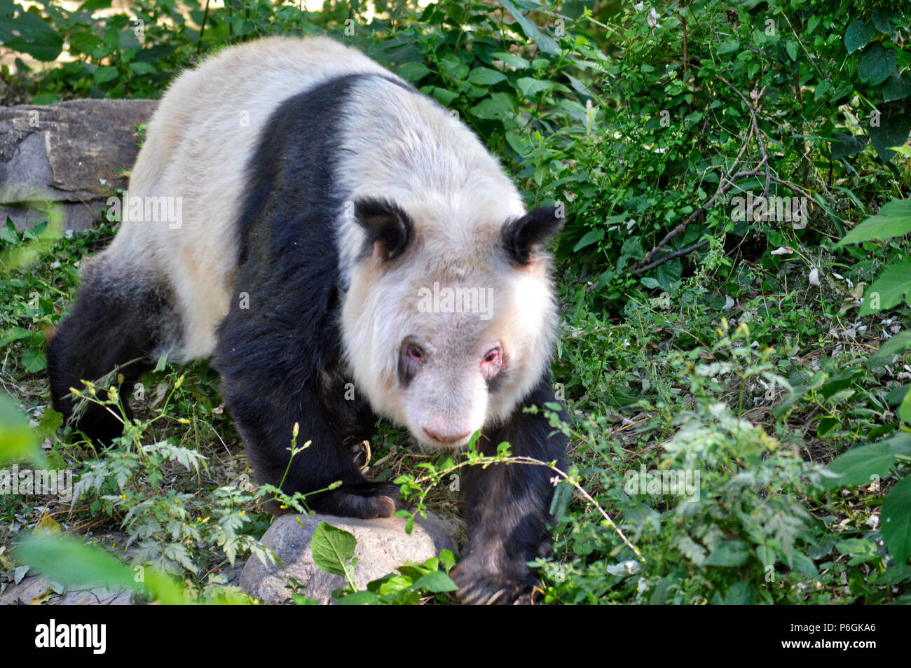 The Giant Panda of China Stock Photo - Alamy