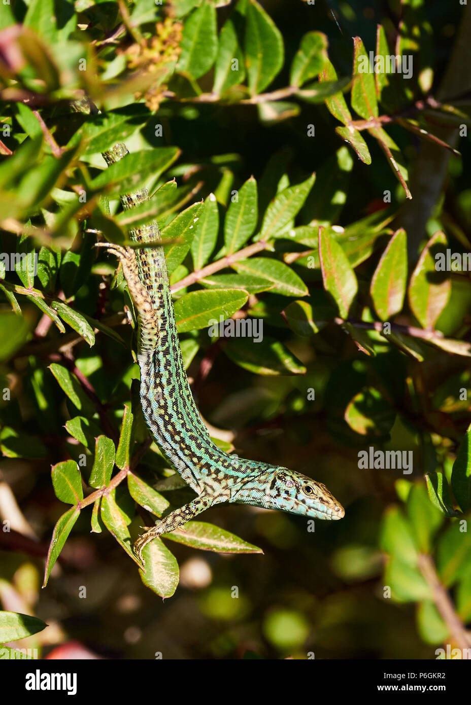 Ibiza wall lizard sub-specie (Podarcis pityusensis formenterae) hanging in a lentisk in Ses Salines Natural Park (Formentera, Balearic Islands, Spain) Stock Photo