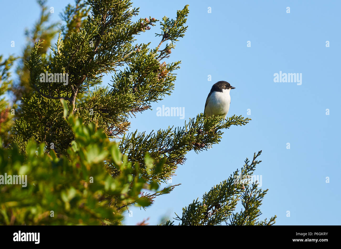 European pied flycatcher (Ficedula hypoleuca) over a Juniperus branch in Can Marroig in Ses Salines Natural Park (Formentera, Balearic islands, Spain) Stock Photo