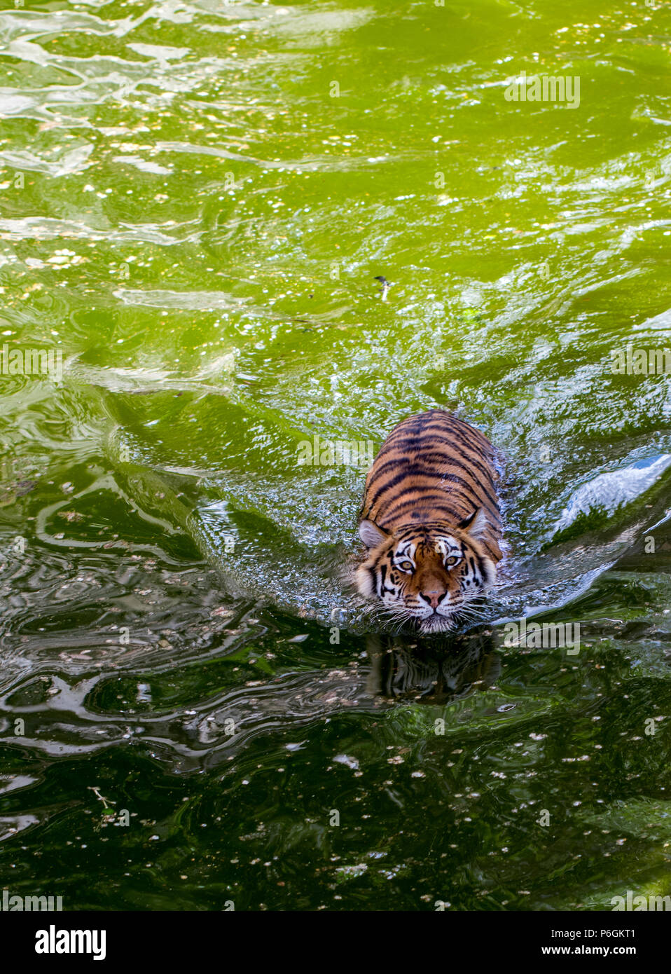 Bengal Tiger, Prestigious For Both
