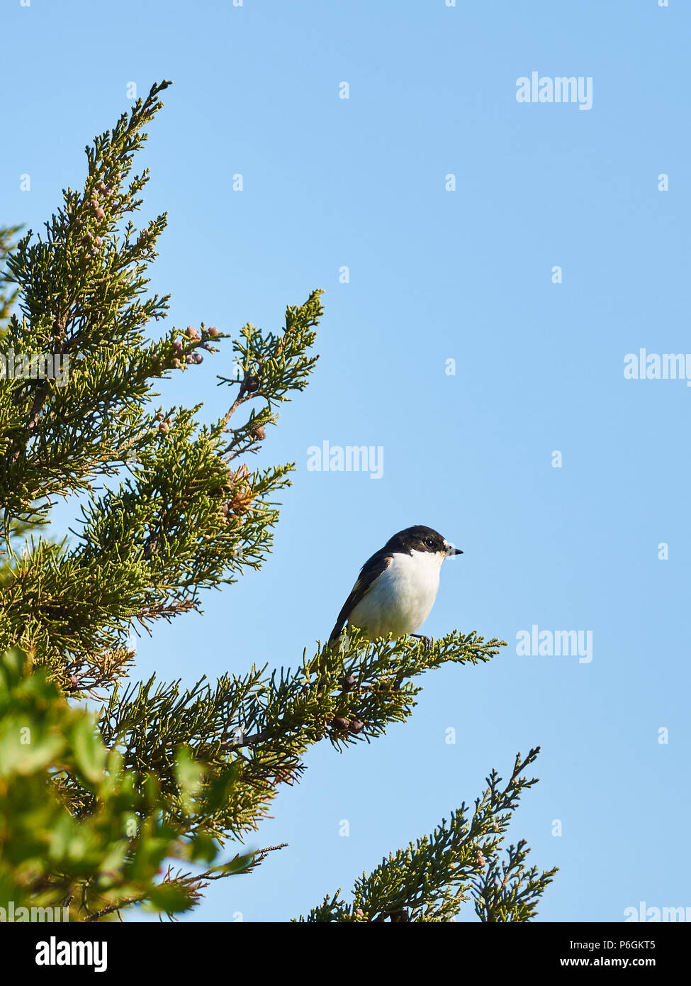 European pied flycatcher (Ficedula hypoleuca) over a Juniperus branch in Can Marroig in Ses Salines Natural Park (Formentera, Balearic islands, Spain) Stock Photo
