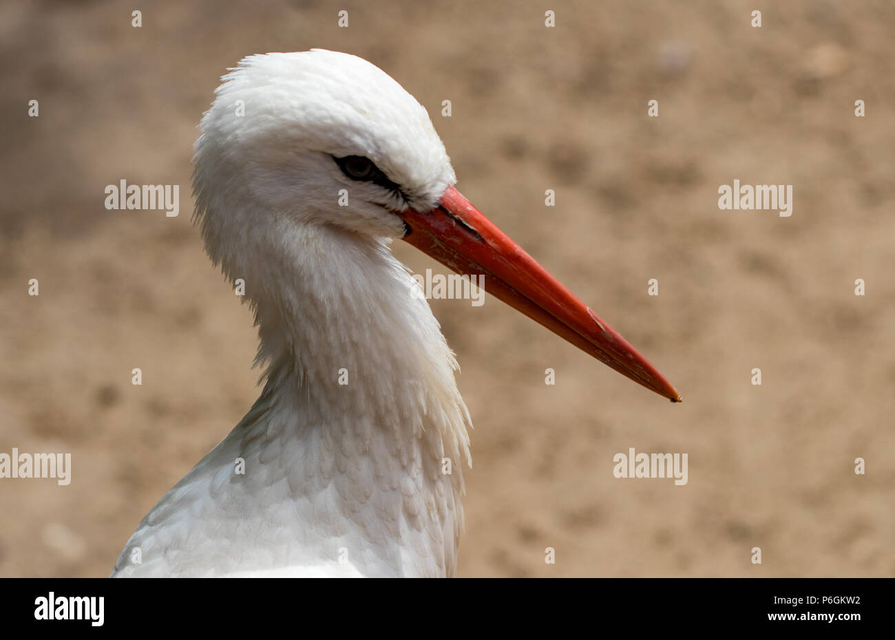 The White stork (Ciconia ciconia). In a zoo . Stock Photo