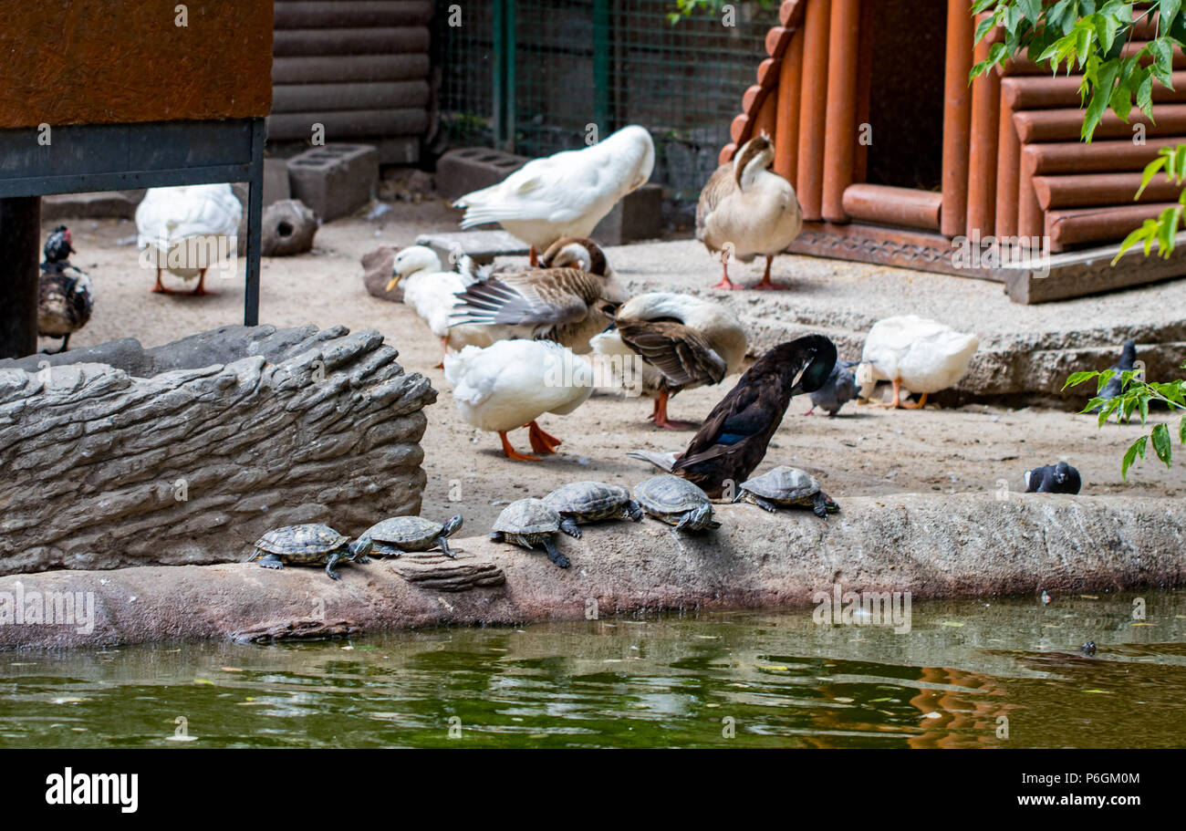 The White stork (Ciconia ciconia). In a zoo. Stock Photo
