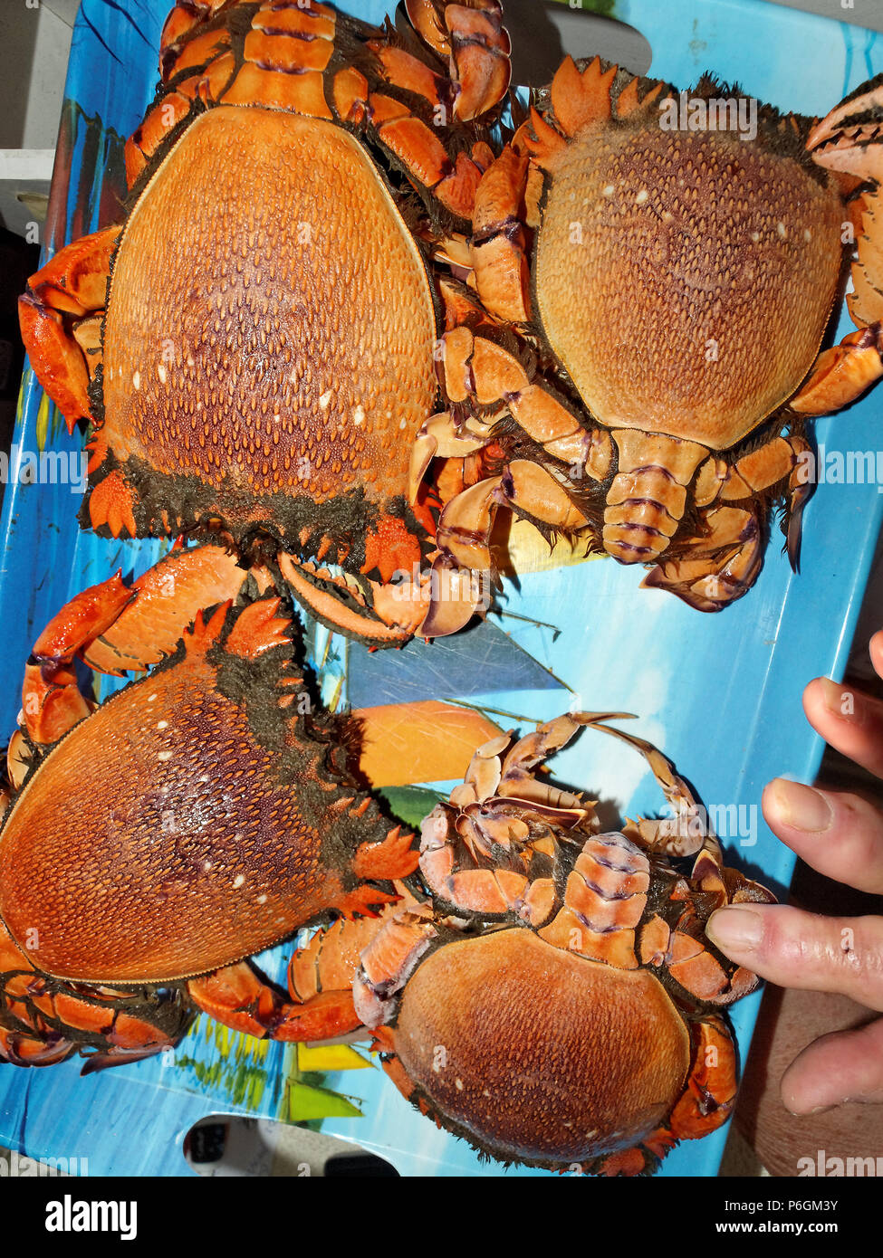 Spanner Crab (Ranina ranina) raw freshly caught ready for the cooking