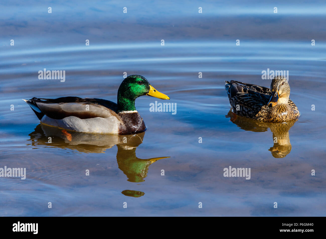 Pair of Mallard ducks (drake & hen) swimming together on Roosevelt Lake, Arizona Stock Photo