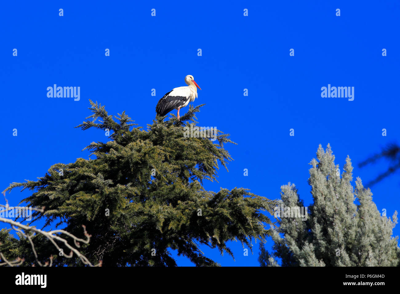 A stork on a tree in downtown Alcala de Henares, a historical and charming city near to Madrid; Alcala de Henares, Spain Stock Photo