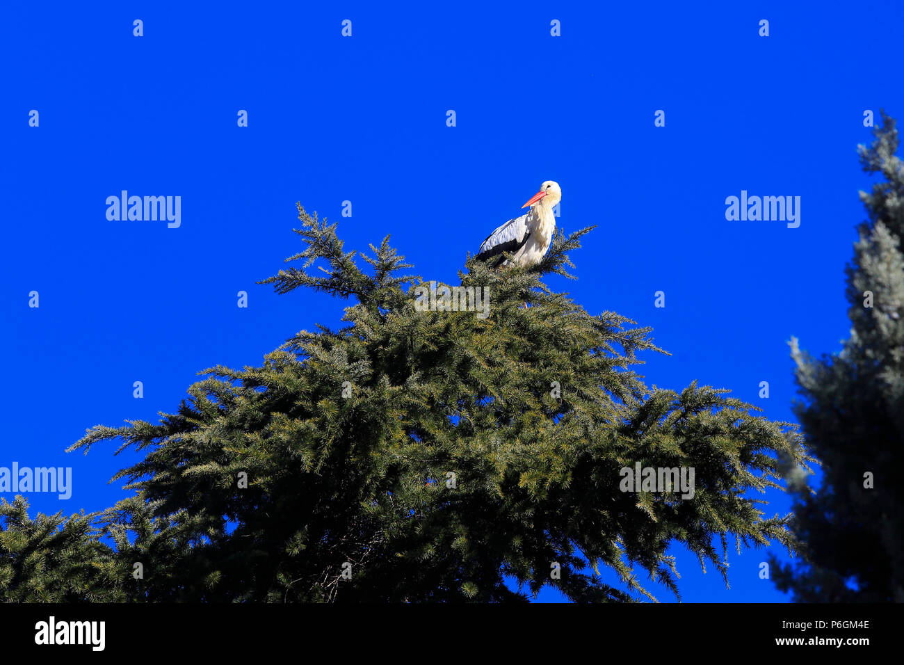 A stork on a tree in downtown Alcala de Henares, a historical and charming city near to Madrid; Alcala de Henares, Spain Stock Photo