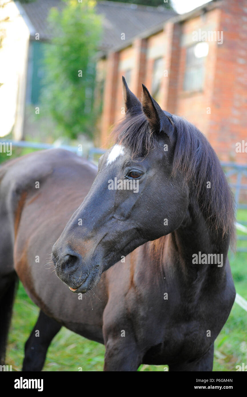 Veteran horse 30 years old Stock Photo Alamy