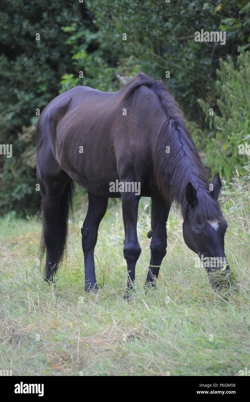 Veteran horse 30 years old Stock Photo