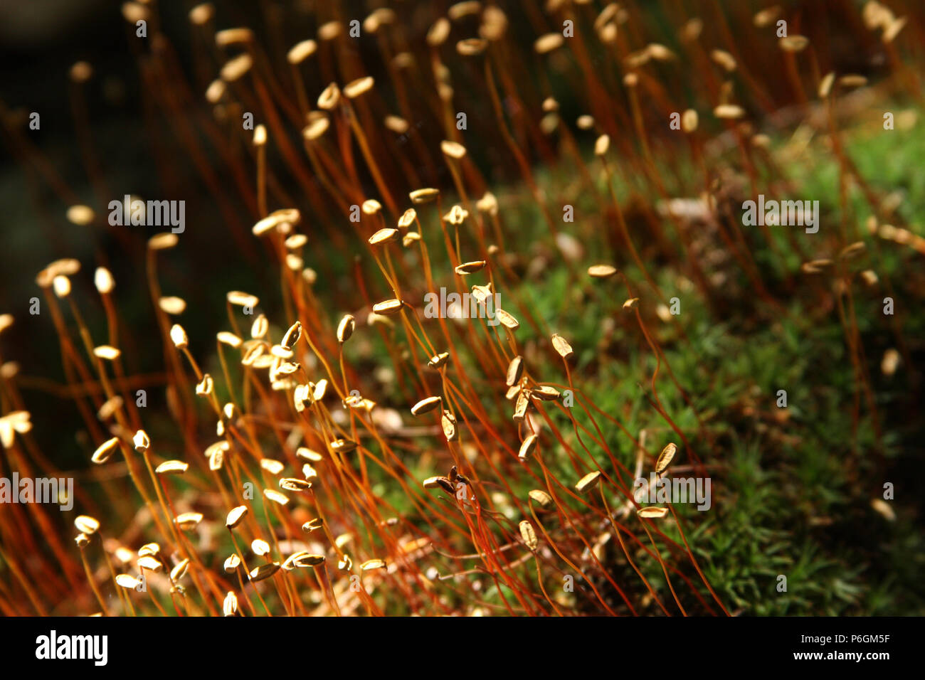 Close-up of moss in the woods, with beautiful spore capsules Stock Photo