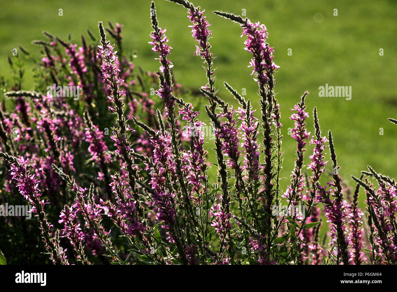 Purple Loosestrife (Lythrum salicaria) flowers in Virginia, USA Stock Photo