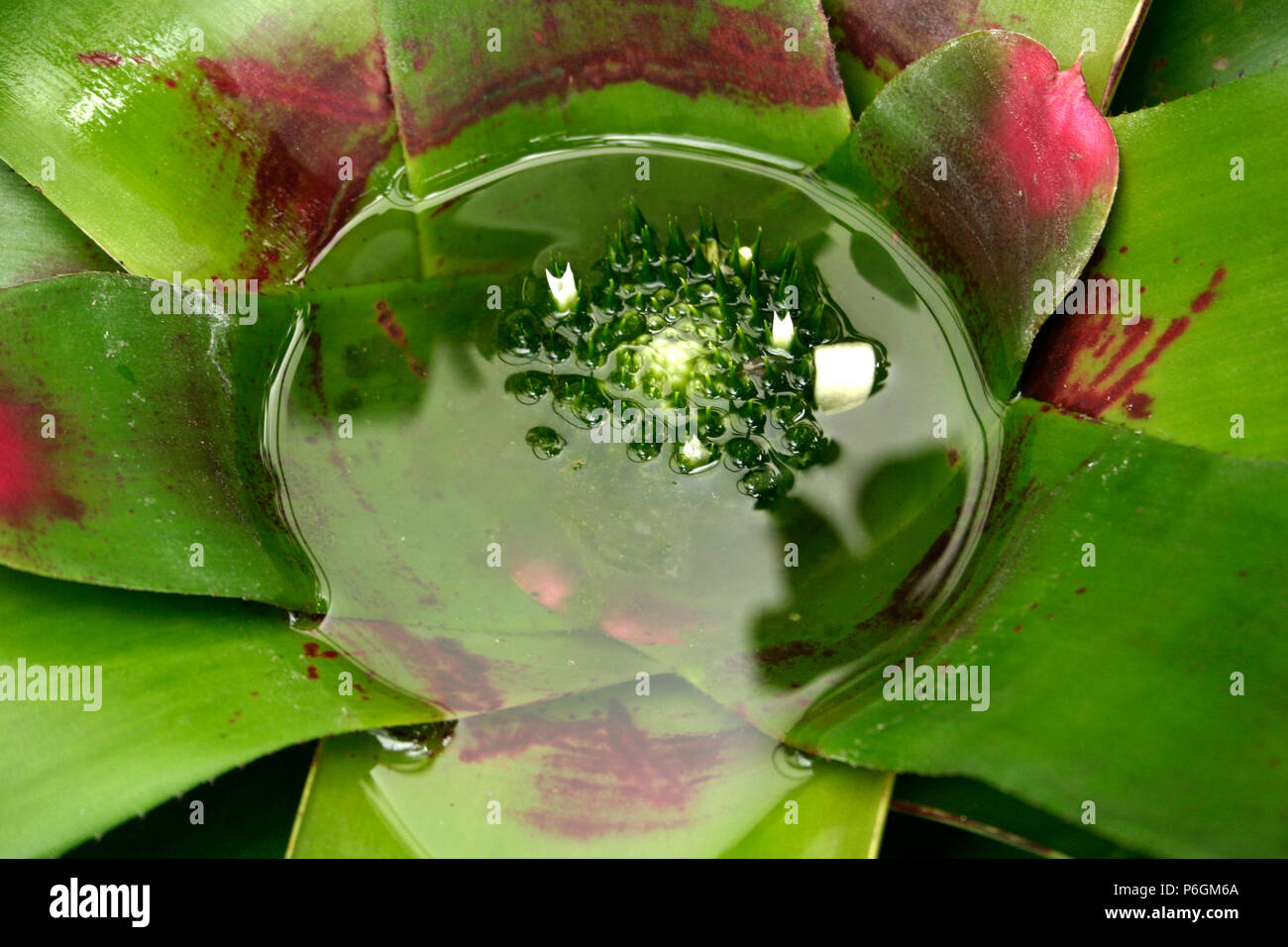 Bromeliad plant storing water in the center Stock Photo Alamy
