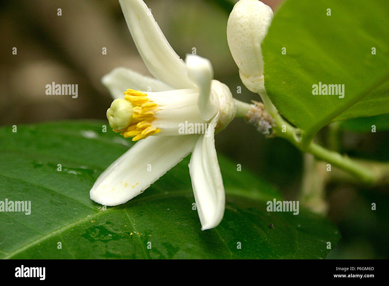 Close-up of a beautiful flower in a lemon tree Stock Photo