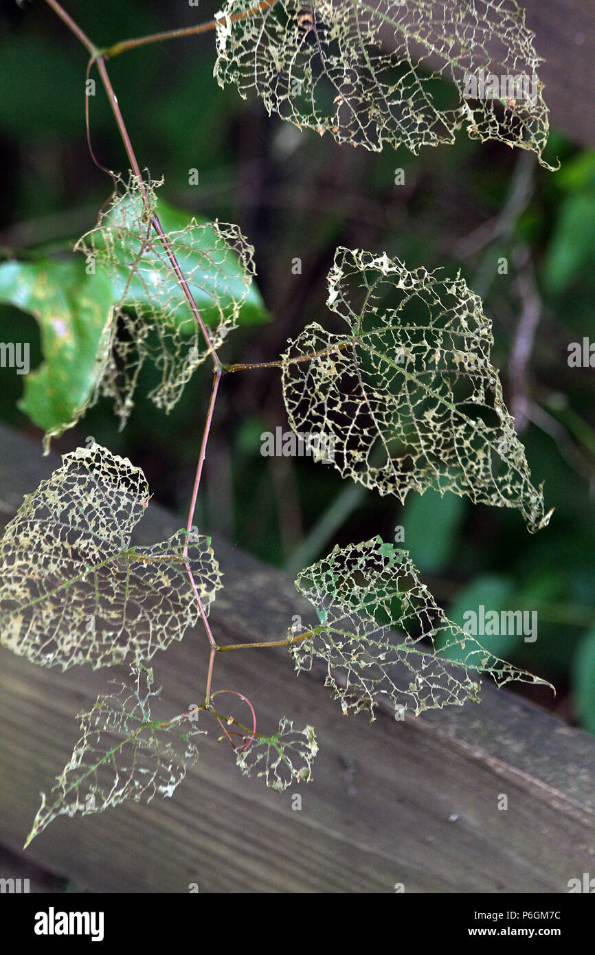 Wild grapevine leaves eaten by Japanese beetles Stock Photo