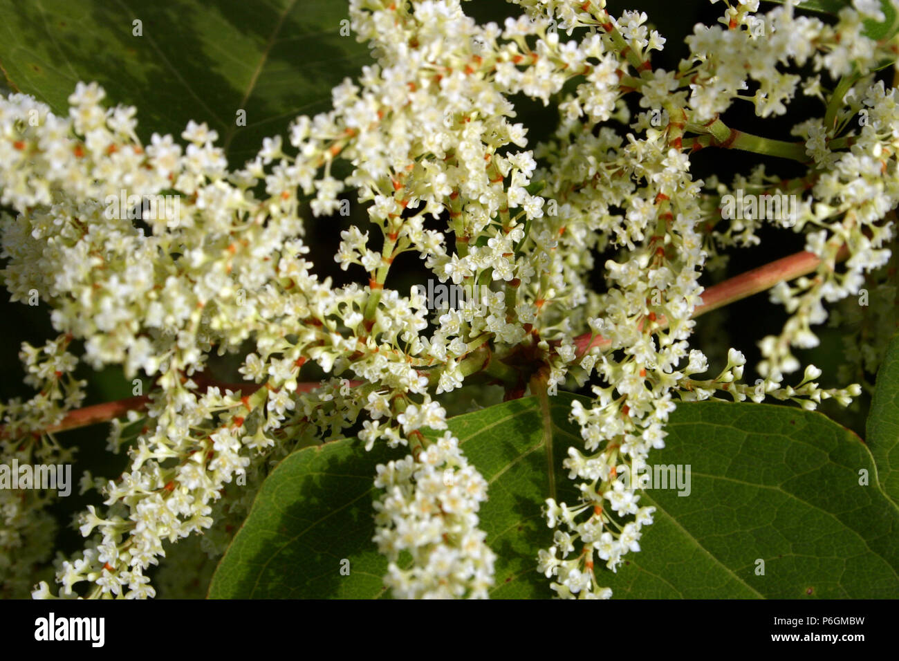 Close-up of a Reynoutria sachalinensis (Giant knotweed) in bloom Stock Photo