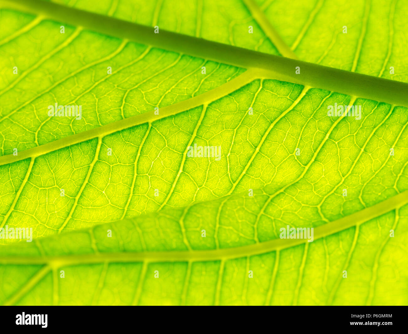 Select focus of green leaf texture macro and bleary of leaves texture.Useful as background. Stock Photo