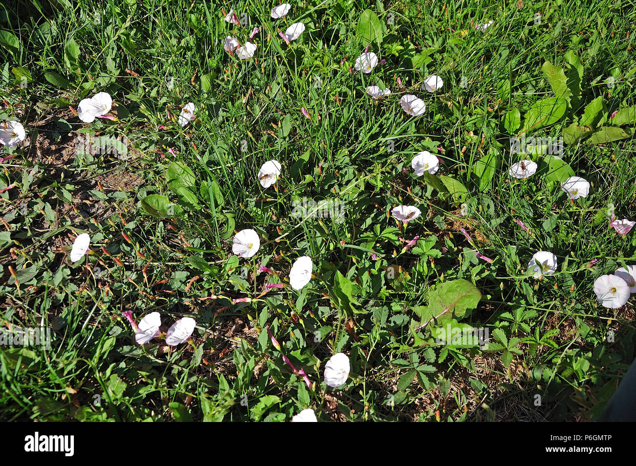 meadow with short grass and creeping bindweed calystegia in bright sunlight Stock Photo