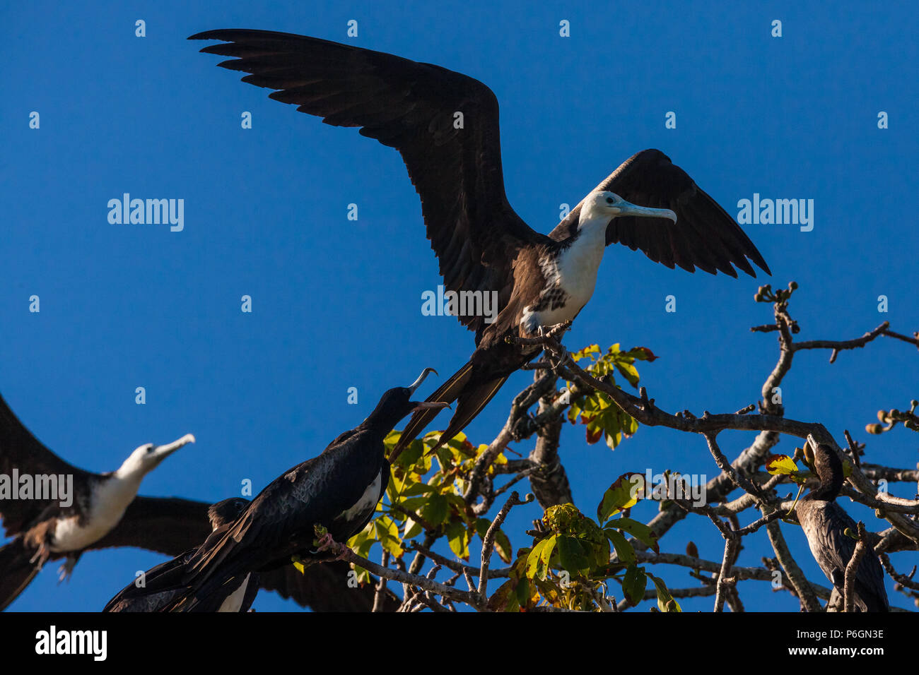 A colony of Magnificent Frigatebirds, Fregata magnificens, on a small island in Golfo de Montijo, Pacific coast, Veraguas province, Republic of Panama Stock Photo