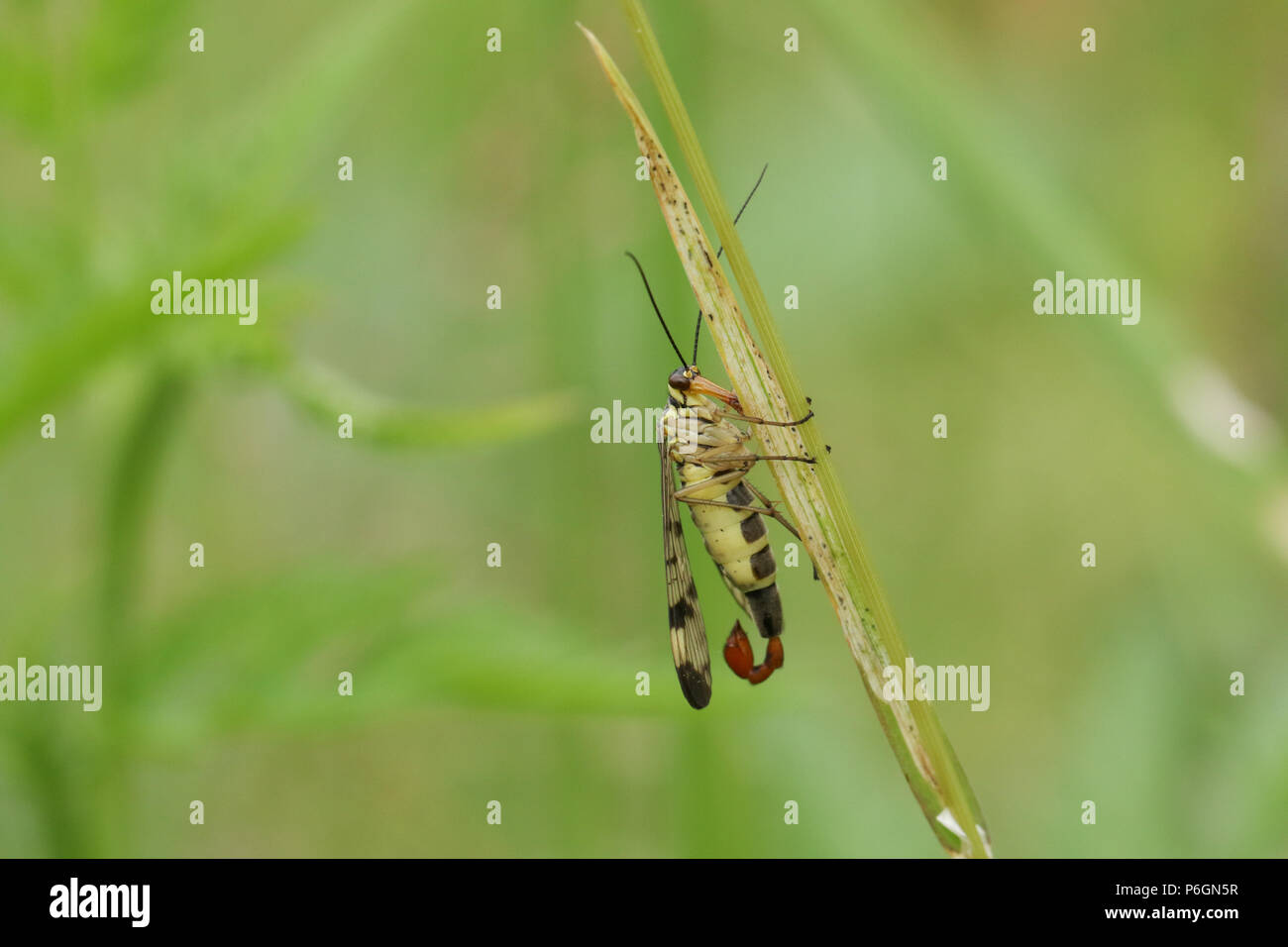 A stunning male Scorpion Fly (Panorpa communis) perching on a blade of grass. Stock Photo