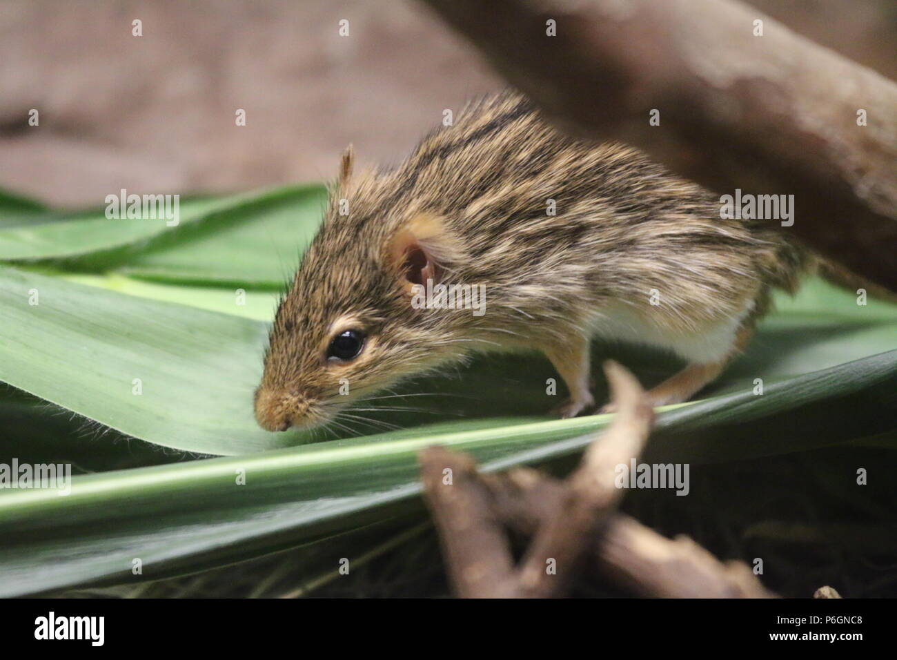Striped grass mouse - Lemniscomys Stock Photo