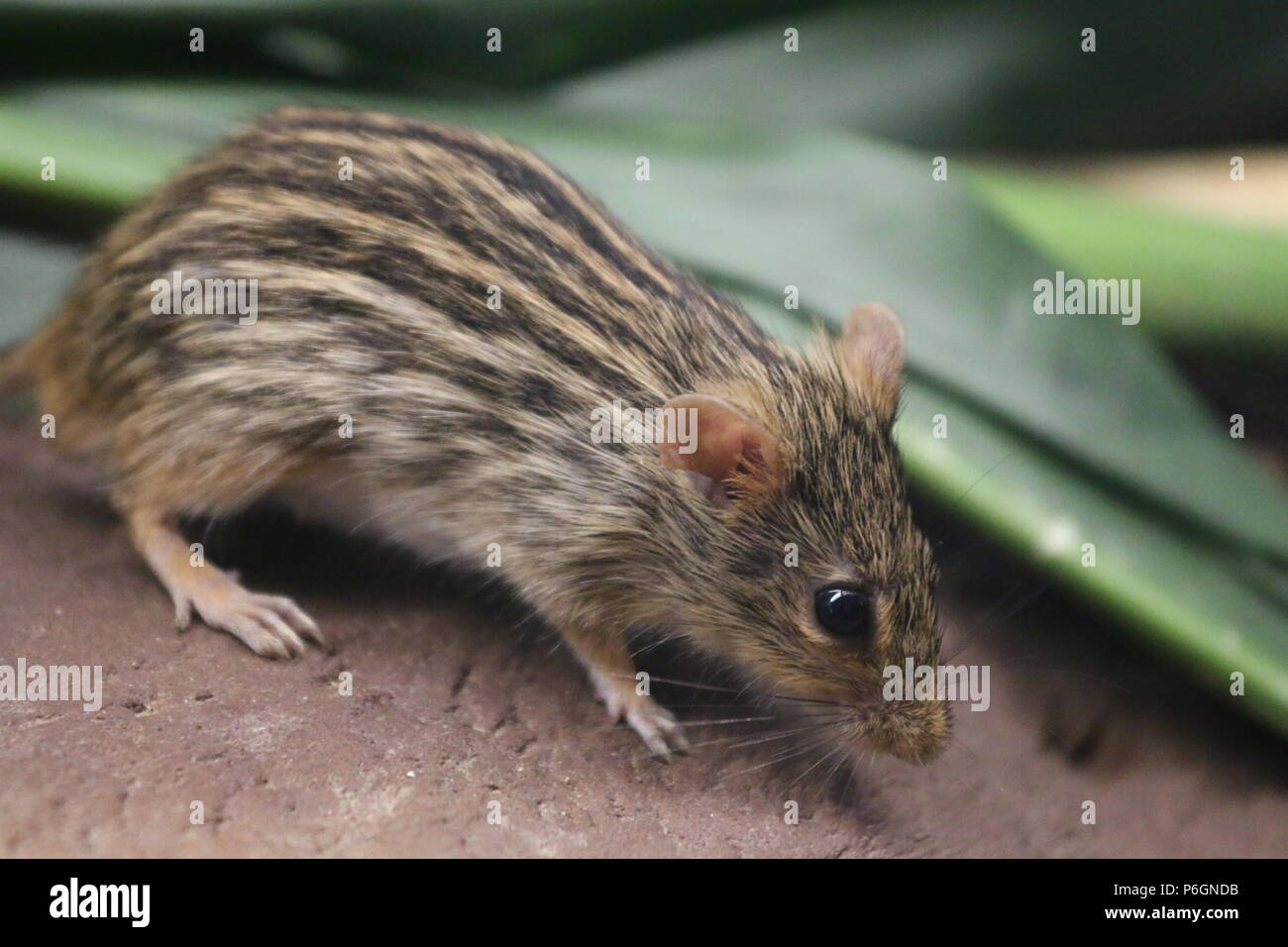 Striped grass mouse - Lemniscomys Stock Photo
