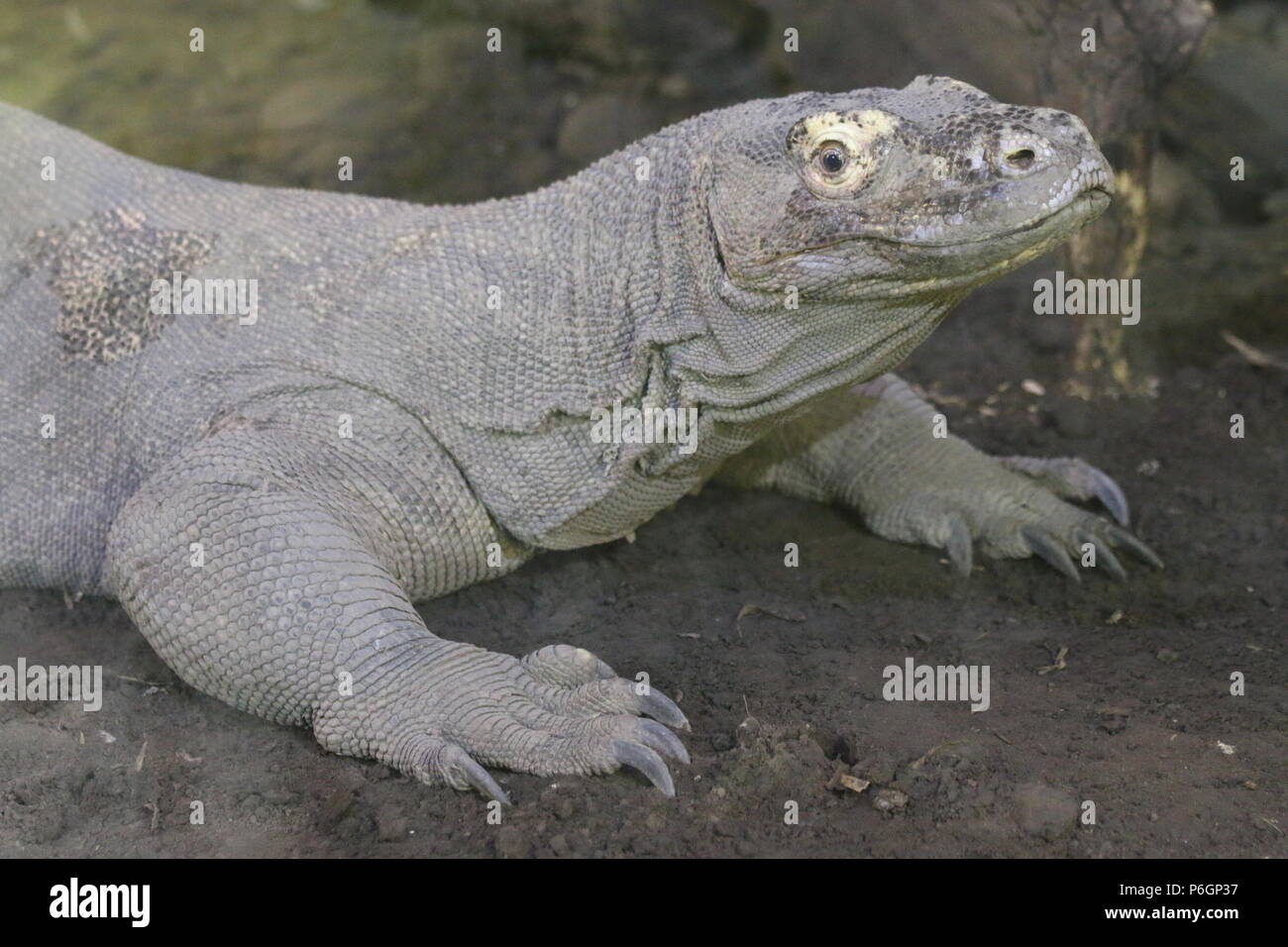 KOMODO DRAGON VARANUS KOMODOENSIS visual data 6
