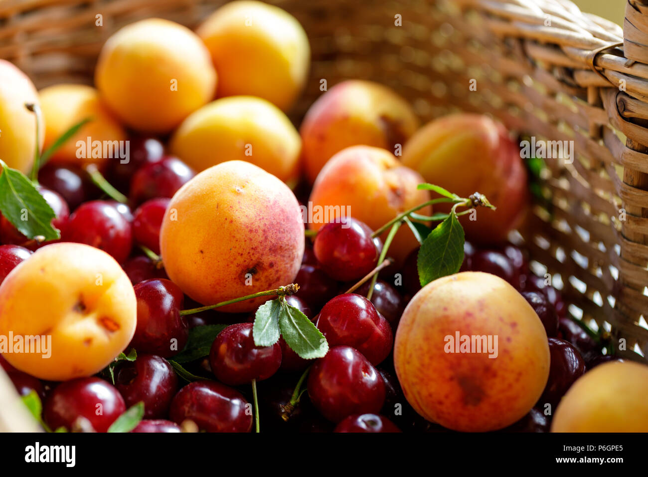 Organic sour cheriies and apricots in the wicker basket, sunny day. close up. Stock Photo
