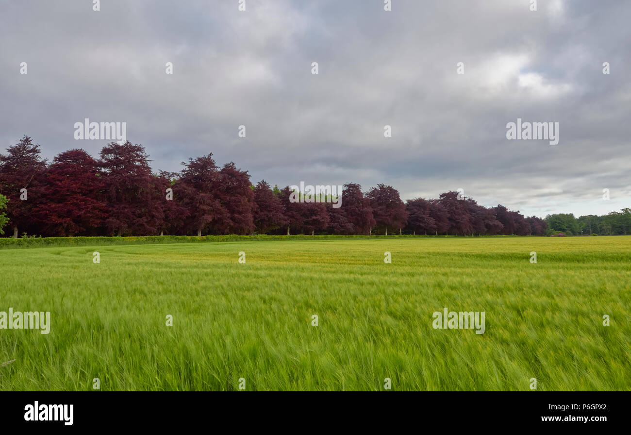 A line of Magnificent Copper Beech Trees behind a Field Hedge in a