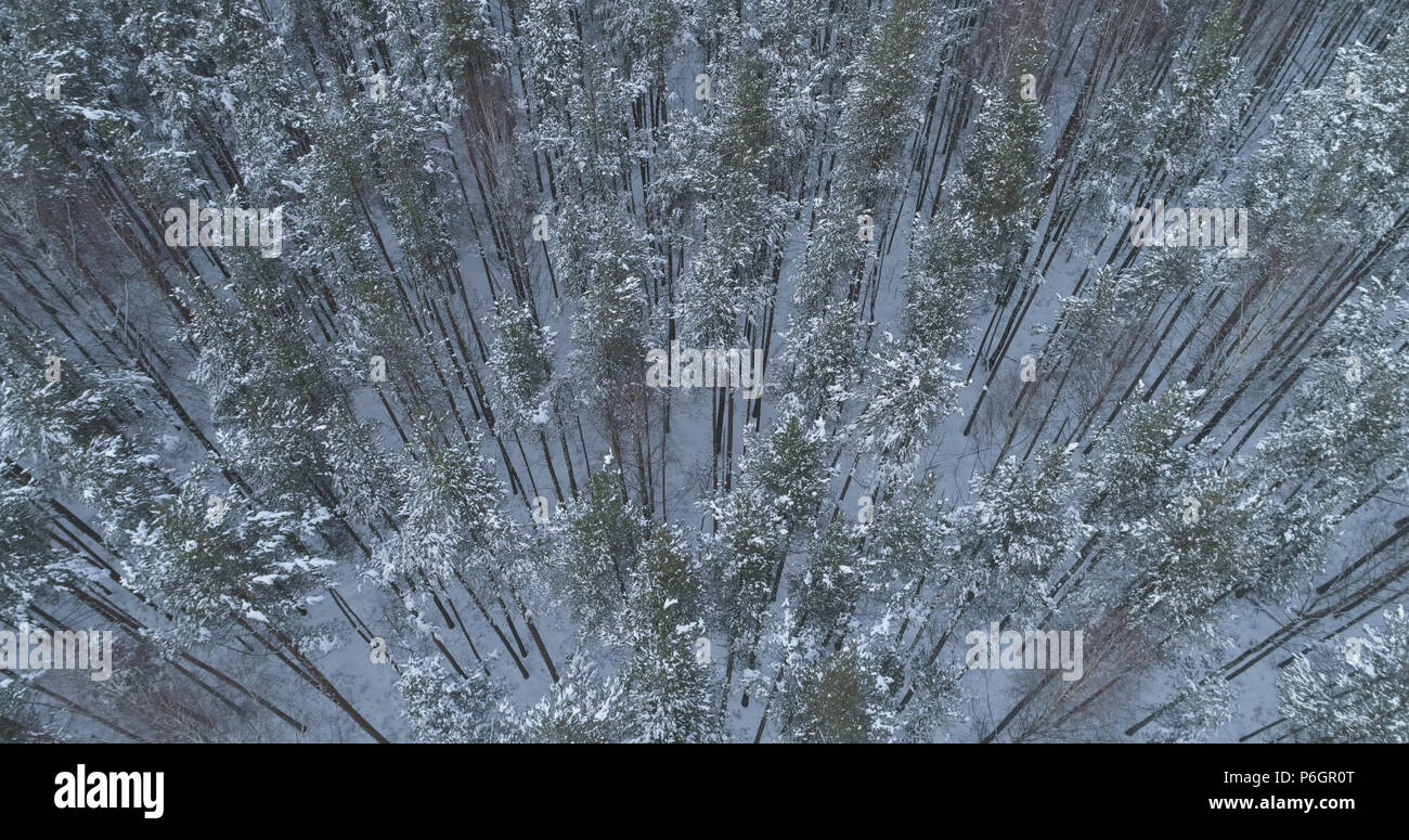 Aerial flight high over pine hi-res stock photography and images - Alamy