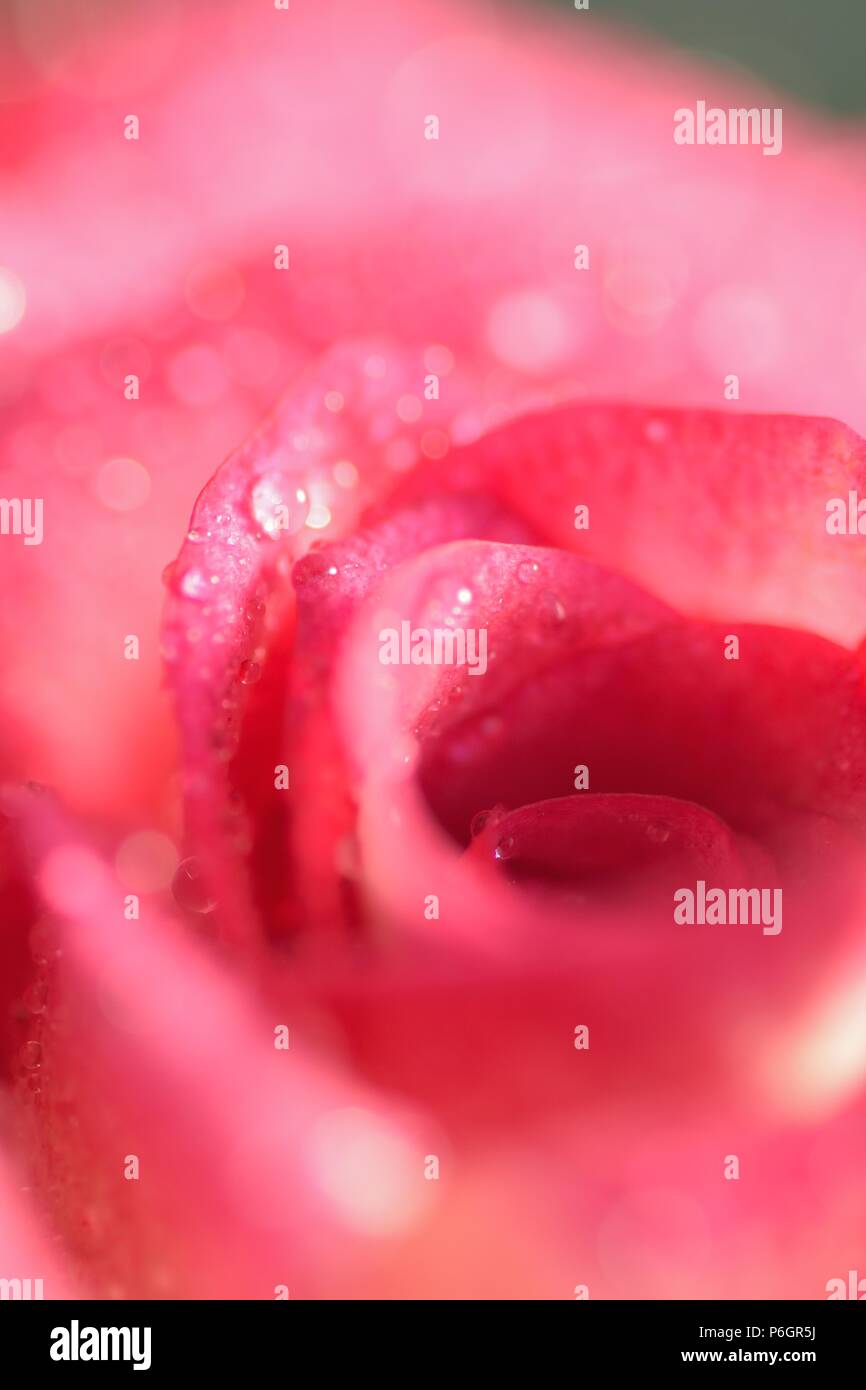 Macro texture of vibrant Red Rose with water droplets Stock Photo - Alamy