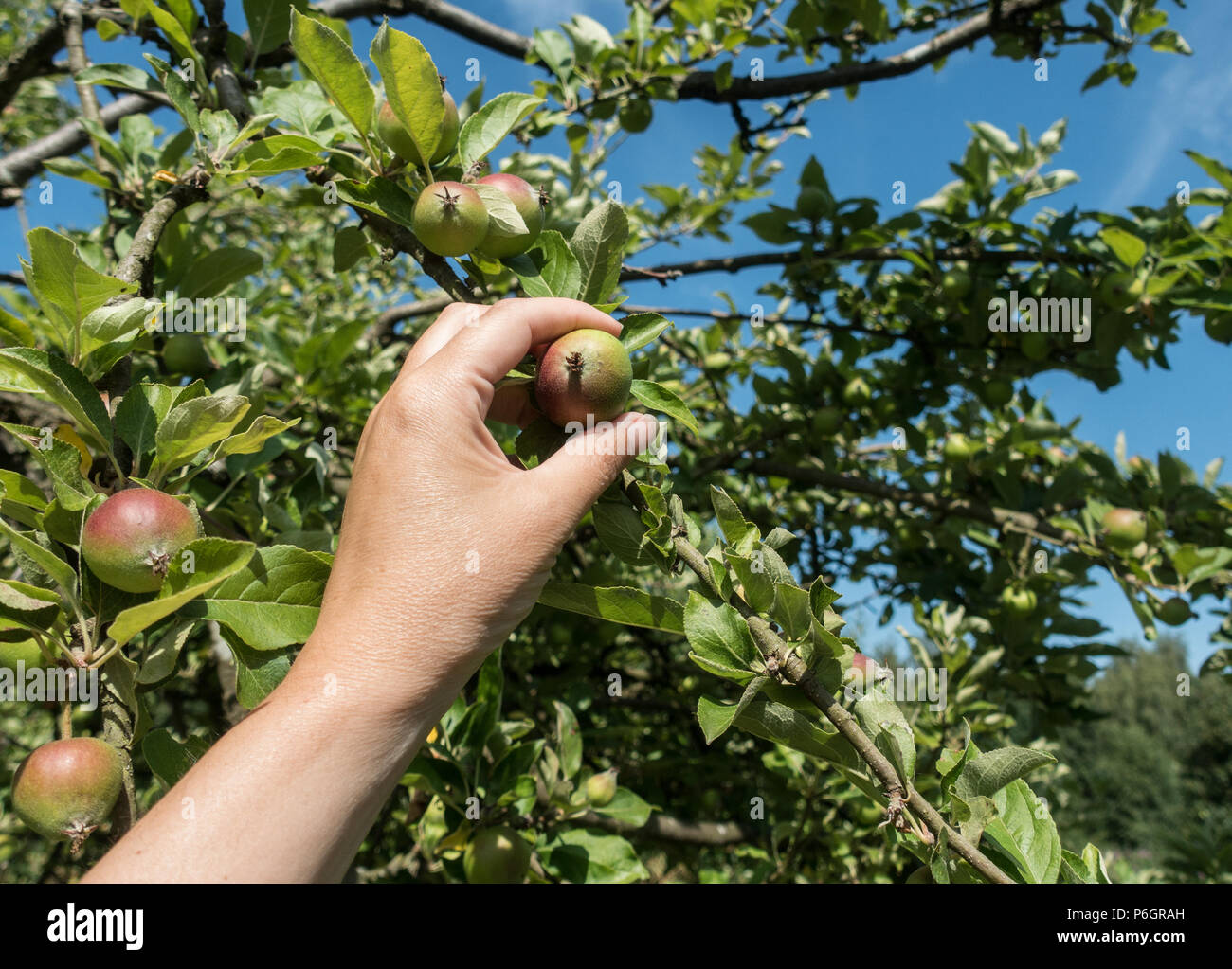 Picking wild growing apples in Shropshire,UK Stock Photo Alamy