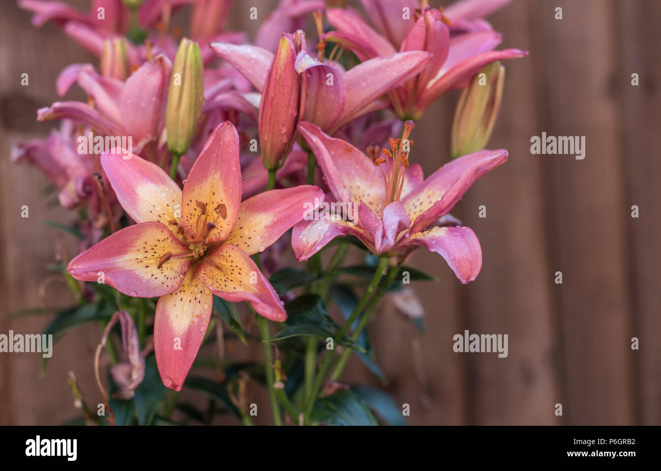 Pink Hardy Lily flowers in an English country garden Stock Photo