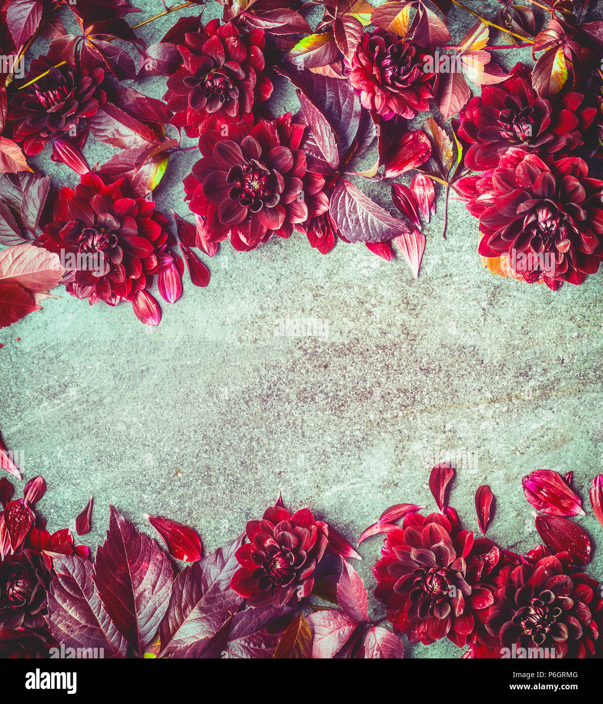 beautiful autumn burgundy flowers background top view floral layout or card frame fall chrysanthemum composing P6GRMG
