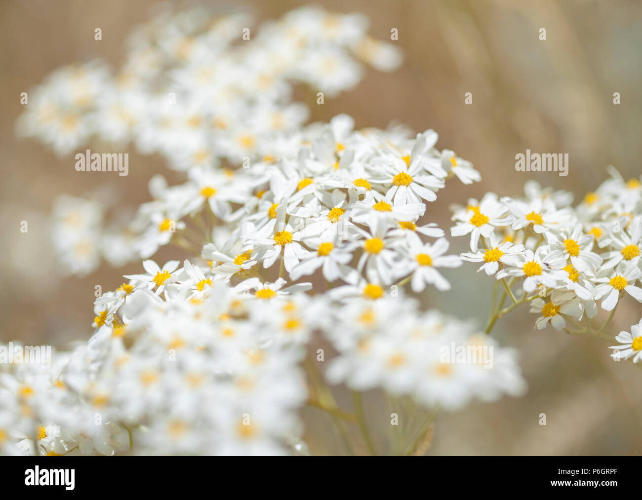 Flora of Gran Canaria - flowering Tanacetum ptarmiciflorum, silver tansy Stock Photo