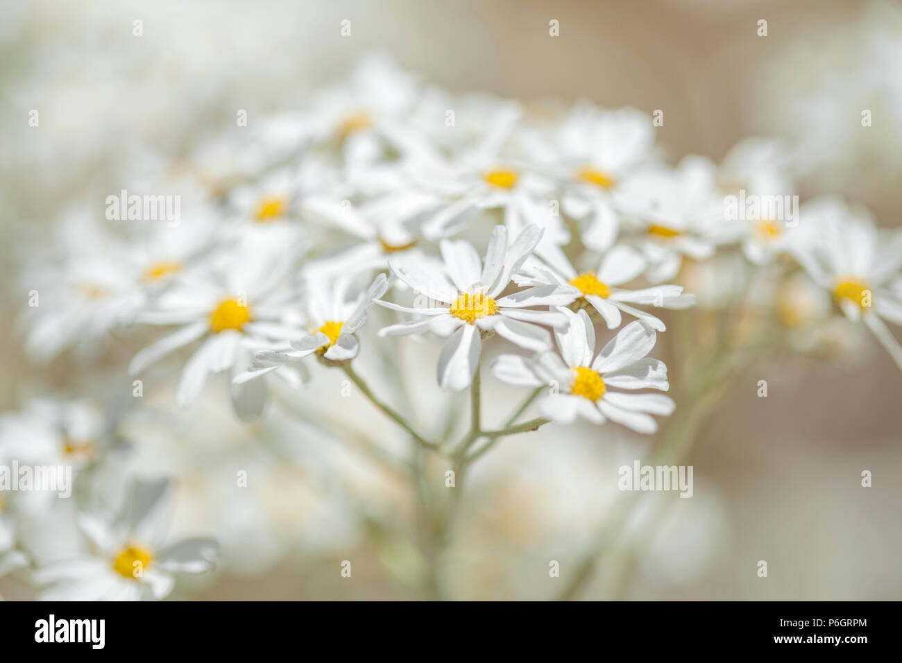 Flora of Gran Canaria - flowering Tanacetum ptarmiciflorum, silver tansy Stock Photo