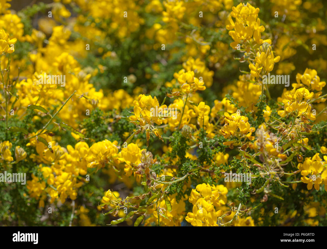 Flora of Gran Canaria - yellow flowers of Adenocarpus foliolosus Stock Photo