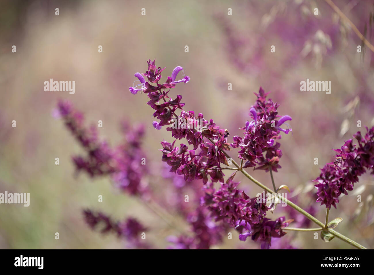 Flora of Gran Canaria - Salvia Canariensis, Canary Island sage Stock