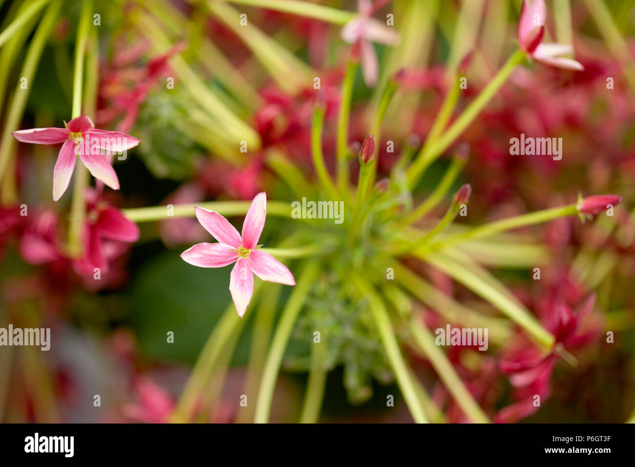 flowering Combretum indicum aka Chinese honeysuckle background Stock Photo