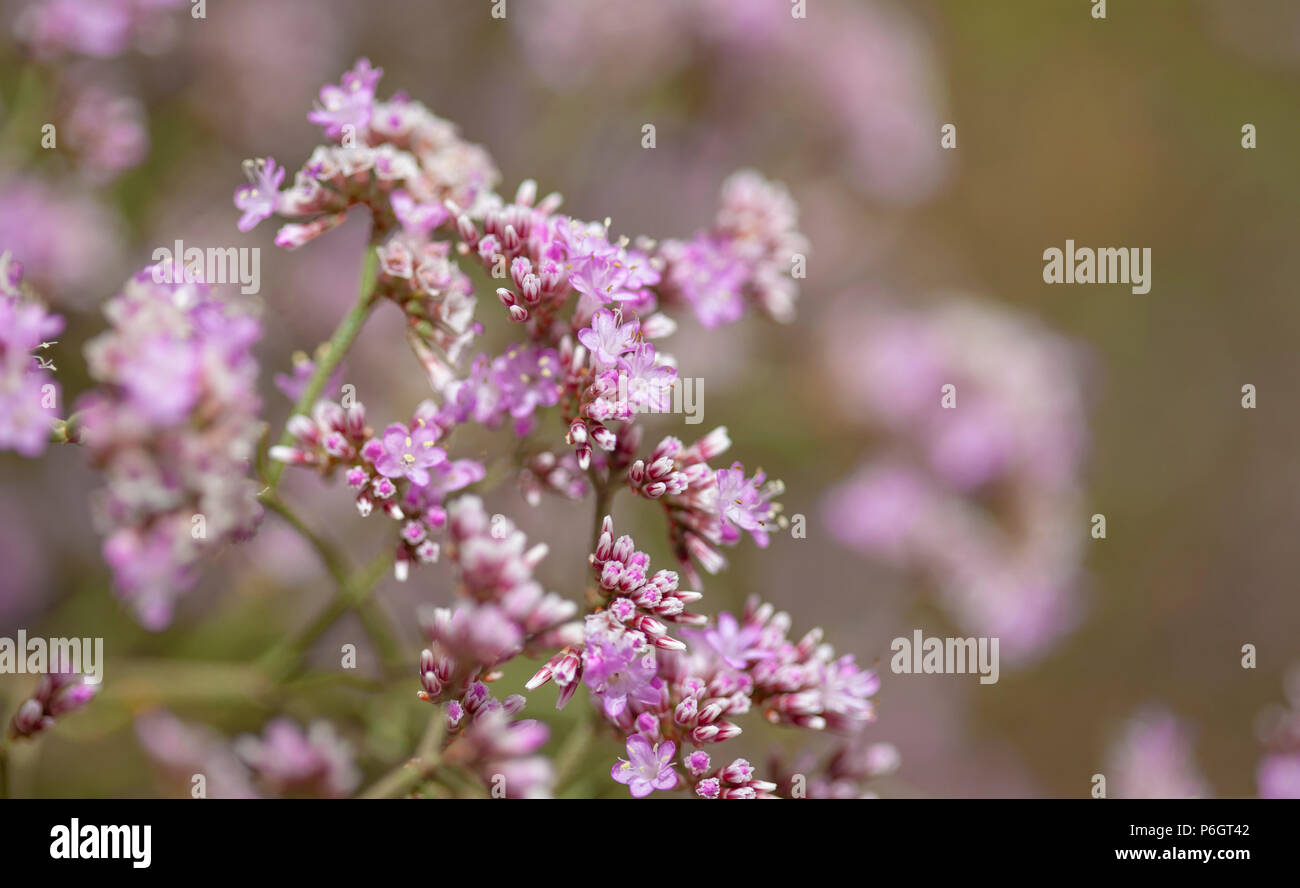 natural macro floral background of   Limonium pectinatum Stock Photo