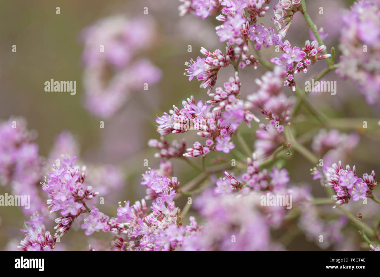 natural macro floral background of   Limonium pectinatum Stock Photo