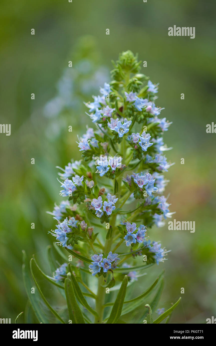 Flora of Gran Canaria - Echium callithyrsum, blue bugloss of Gran Canaria Stock Photo