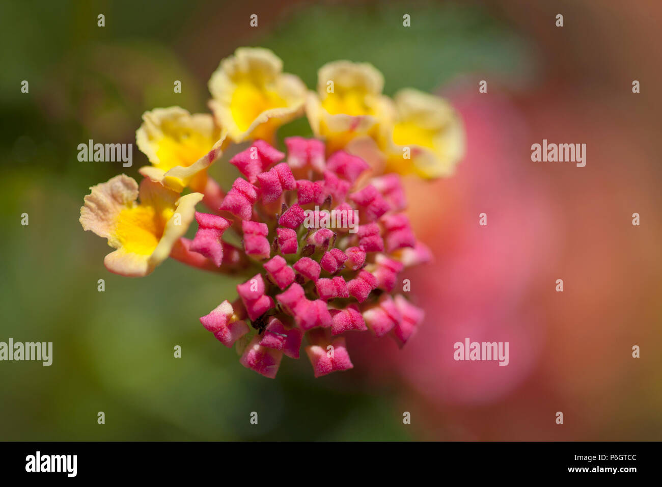 red and yellow Lantana camara flowers floral macro background Stock Photo