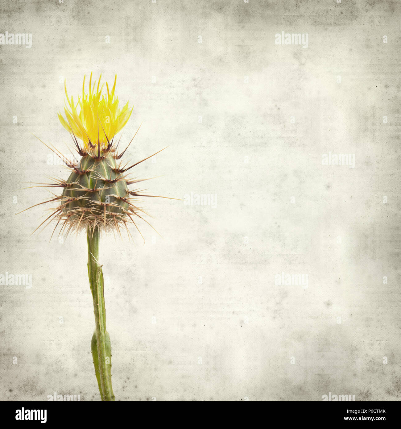 textured old paper background with  yellow Centaurea melitensis,  Maltese star-thistle Stock Photo