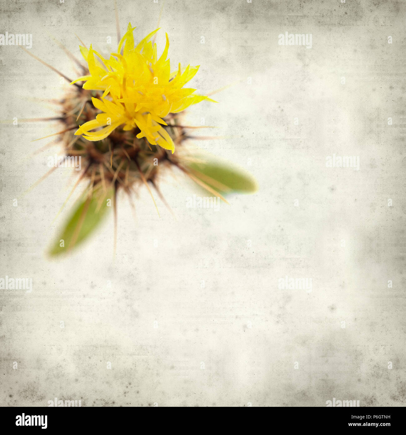 textured old paper background with  yellow Centaurea melitensis,  Maltese star-thistle Stock Photo